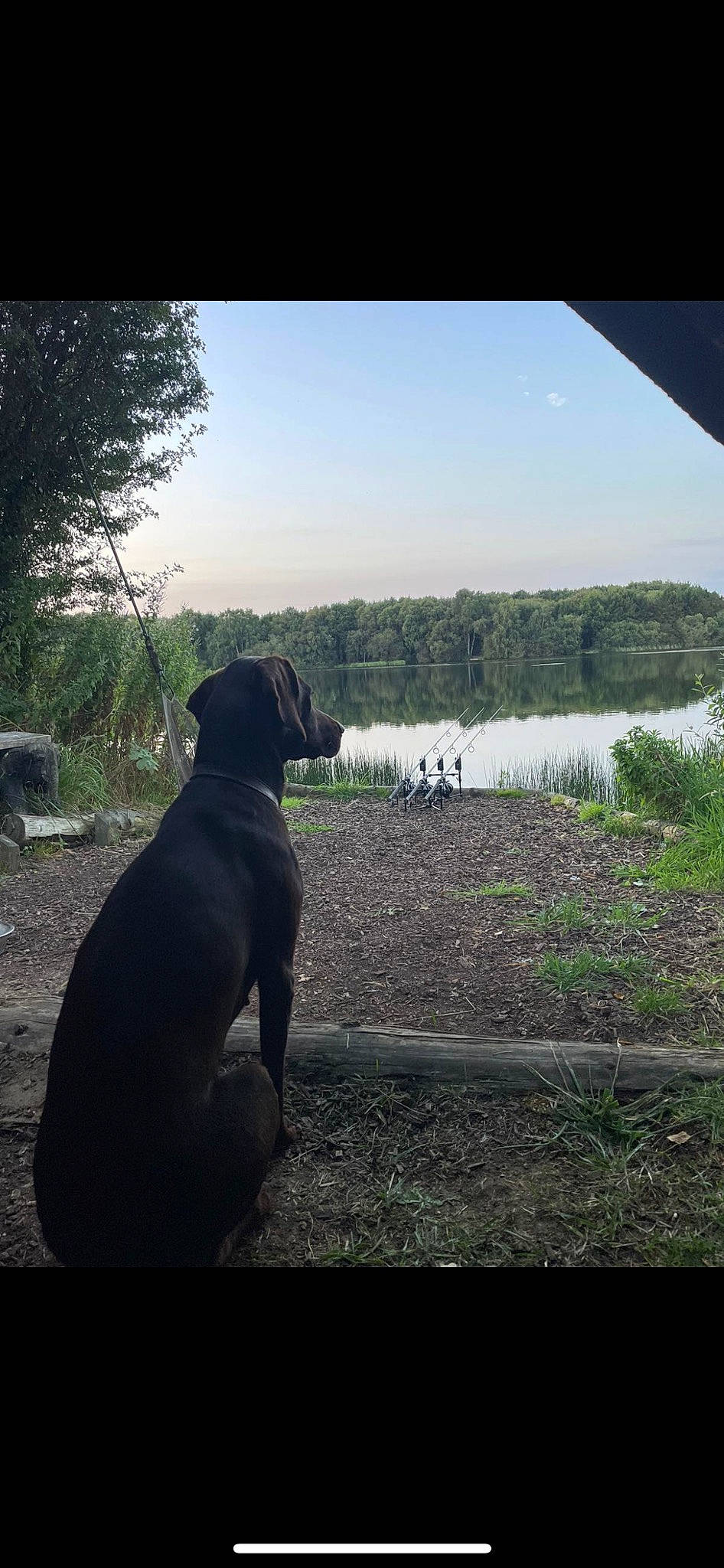 Lola joined the competition — help win amazing prizes! carnivore, cloud, companion_dog, dog, dog_breed, dog_collar, fawn, grass, lake, landscape, morning, plant, sky, sporting_group, tail, tints_and_shades, tree, water, wilderness, working_animal