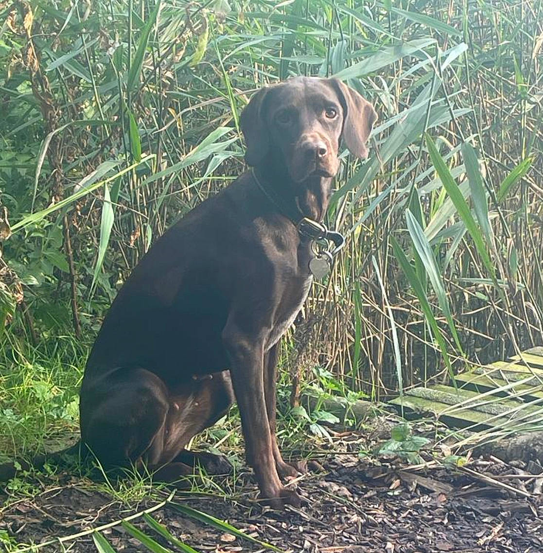 Lola is registered to the contest to win money with this photo: borador, canidae, carnivore, companion_dog, dog, dog_breed, fawn, grass, gun_dog, hierochloe, hunting_dog, liver, plant, snout, soil, sporting_group, terrestrial_animal, terrestrial_plant, wildlife, working_animal