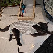 Gabby a rejoint le concours — aidez-le/la à gagner de superbes lots ! cat, pet, striped_clothing, floor, tile, toy, ball, litter_box, stretching, indoor, animal, feline, play, relax, gray_cat, wooden_box, plastic_toy, home, pet_accessory, mat