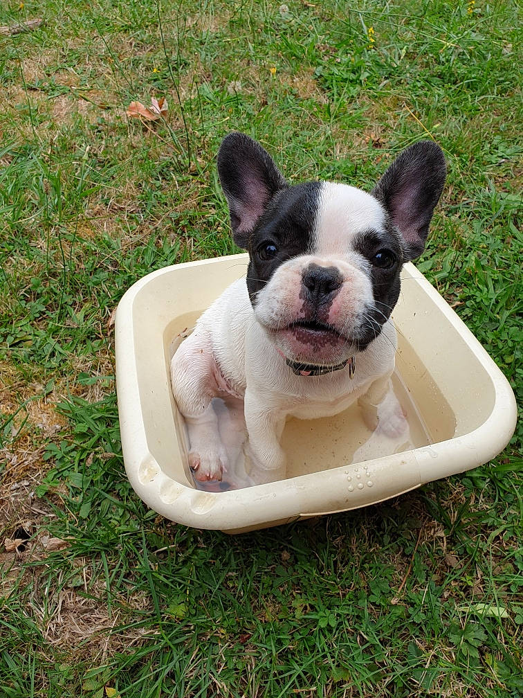 Puppy a rejoint le concours — aidez-le/la à gagner de superbes lots ! boston_terrier, bulldog, canidae, carnivore, companion_dog, dog, dog_breed, fawn, french_bulldog, grass, mammal, molosser, non_sporting_group, nose, puppy, snout, toy_bulldog, vertebrate