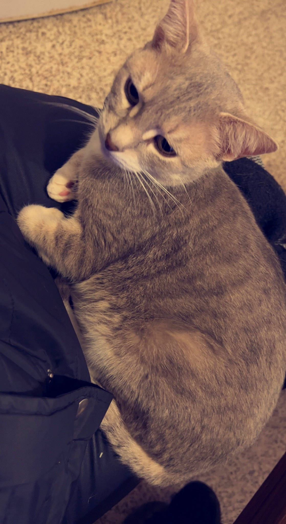 Miki a rejoint le concours — aidez-le/la à gagner de superbes lots ! carnivore, cat, chartreux, claw, comfort, domestic_short_haired_cat, ear, eye, felidae, fur, gesture, head, paw, sitting, small_to_medium_sized_cats, snout, tail, whiskers