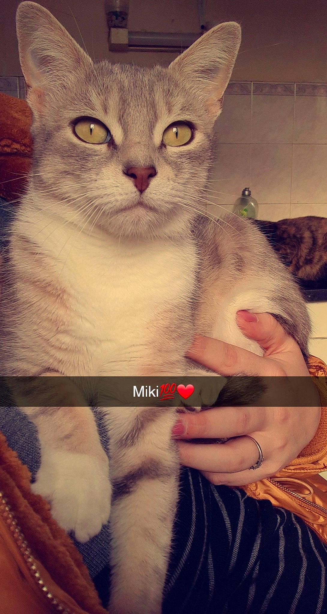 Miki a rejoint le concours — aidez-le/la à gagner de superbes lots ! art, carnivore, cat, comfort, domestic_short_haired_cat, fawn, felidae, fur, gesture, happy, nail, paw, photo_caption, small_to_medium_sized_cats, tail, whiskers