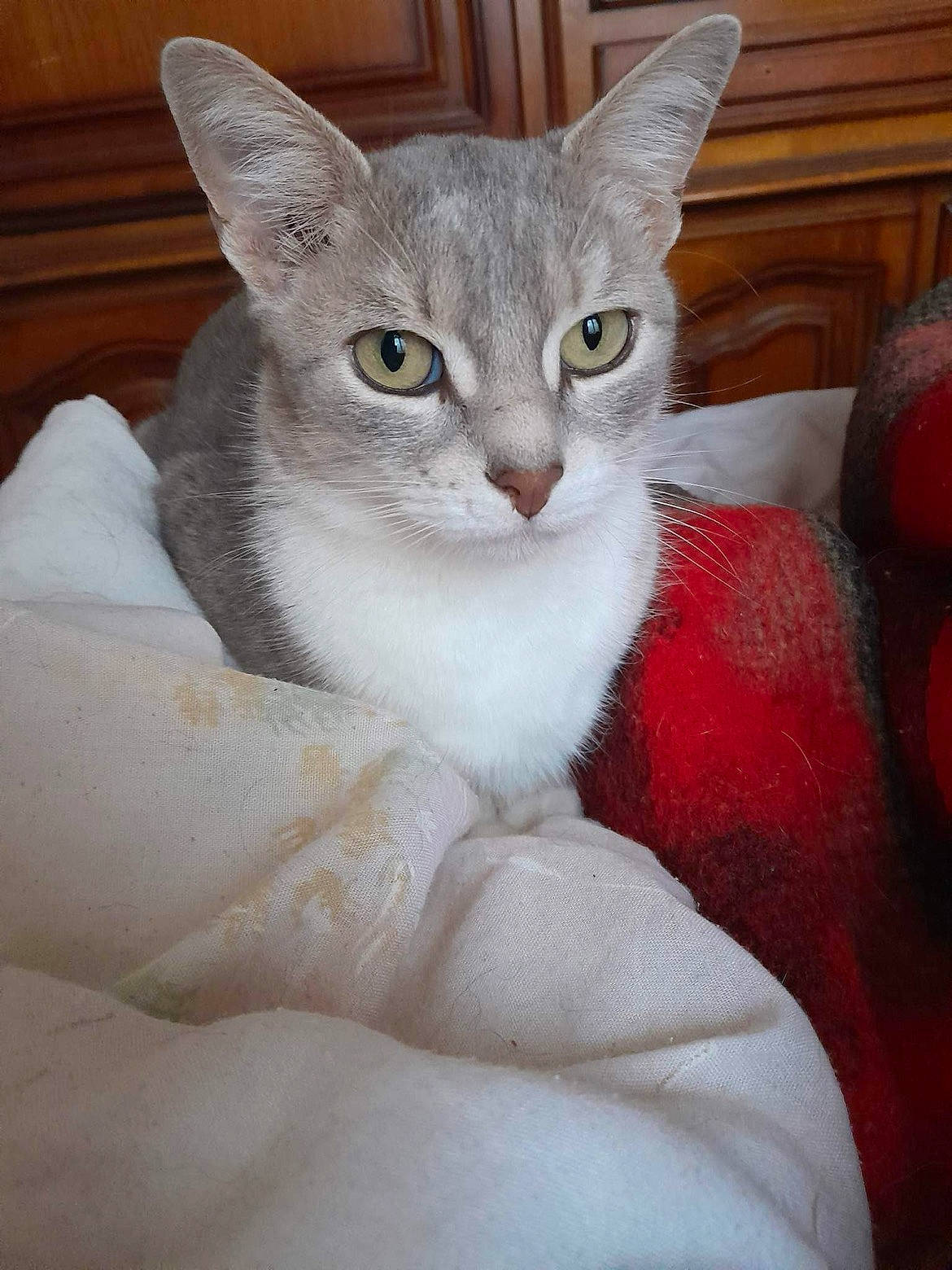 Miki participe au concours pour gagner de l'argent avec cette photo : carnivore, cat, cat_supply, claw, comfort, domestic_short_haired_cat, ear, eye, felidae, fur, head, paw, small_to_medium_sized_cats, snout, whiskers, window