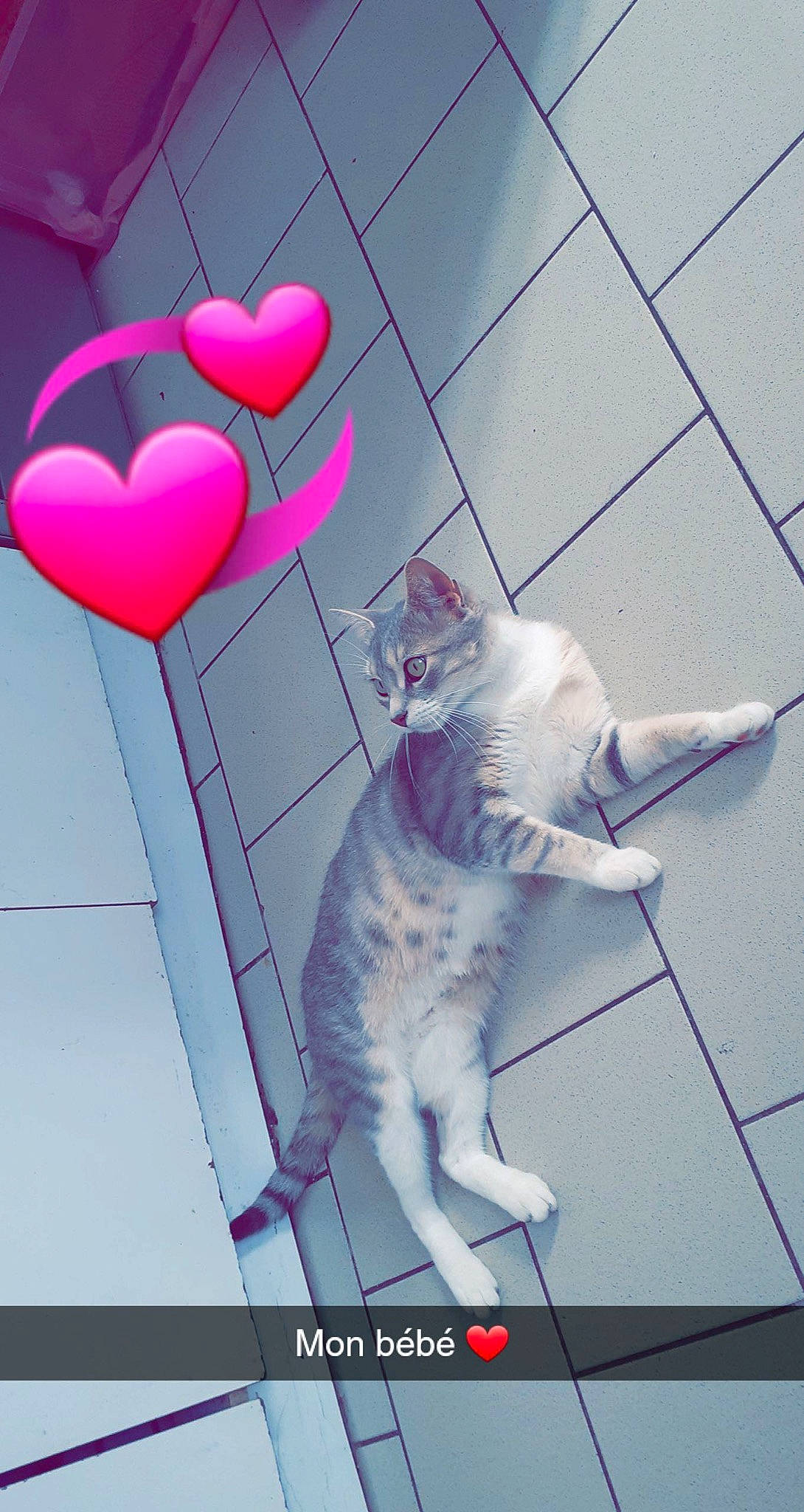 Miki participe au concours pour gagner de l'argent avec cette photo : art, carmine, carnivore, cat, domestic_short_haired_cat, electric_blue, felidae, flooring, font, fur, heart, line, magenta, metal, pattern, pink, sky, small_to_medium_sized_cats, tail, whiskers