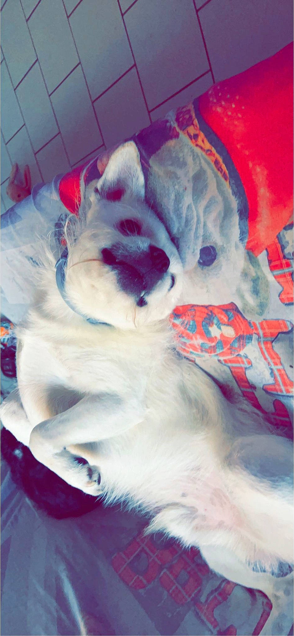 Tchavo participe au concours pour gagner de l'argent avec cette photo : art, canidae, carmine, carnivore, companion_dog, dog_breed, fang, felidae, flesh, fur, magenta, mammal, pattern, pink, small_to_medium_sized_cats, snout, tail, vertebrate, visual_arts, whiskers