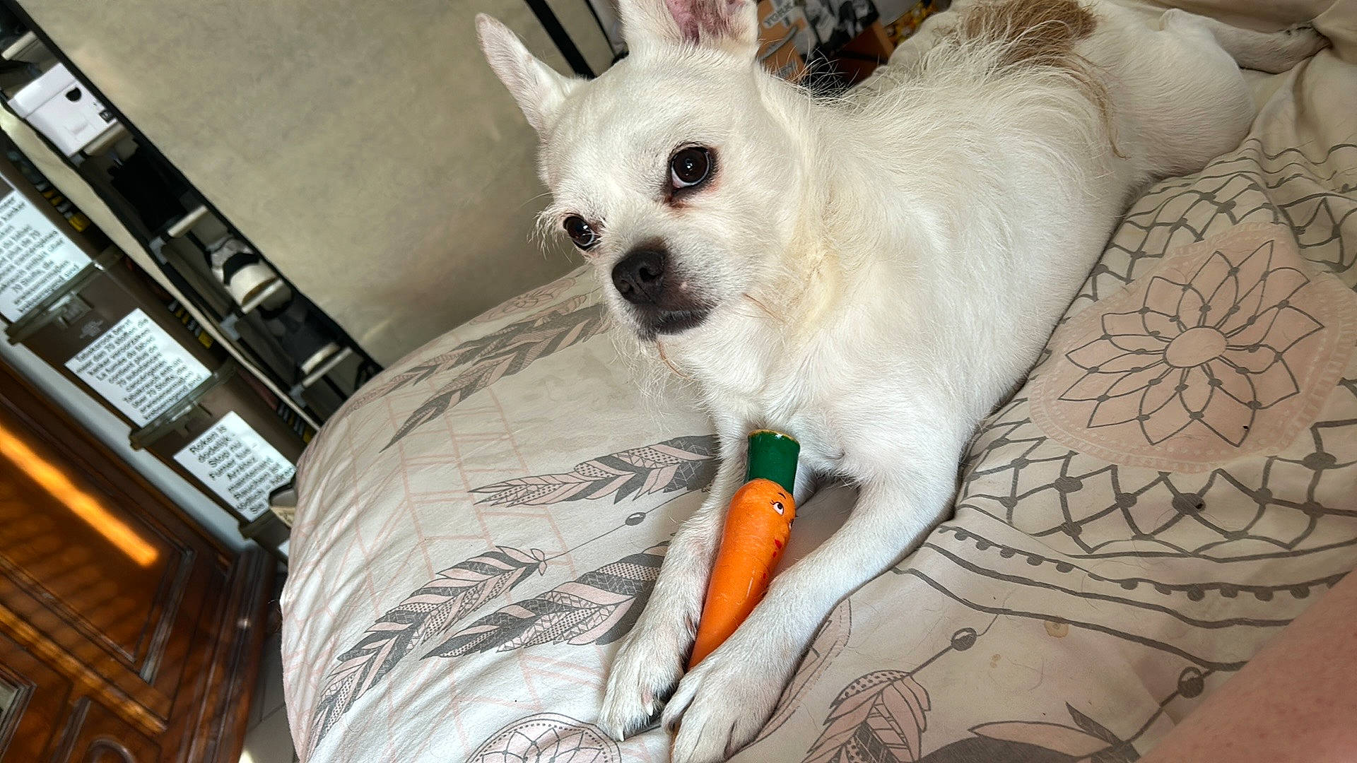 Tchavo a rejoint le concours — aidez-le/la à gagner de superbes lots ! art, beak, bird, canidae, carnivore, comfort, companion_dog, corgi_chihuahua, dog, dog_breed, dog_supply, ear, fawn, fur, non_sporting_group, pet_supply, snout, toy_dog, whiskers, working_animal