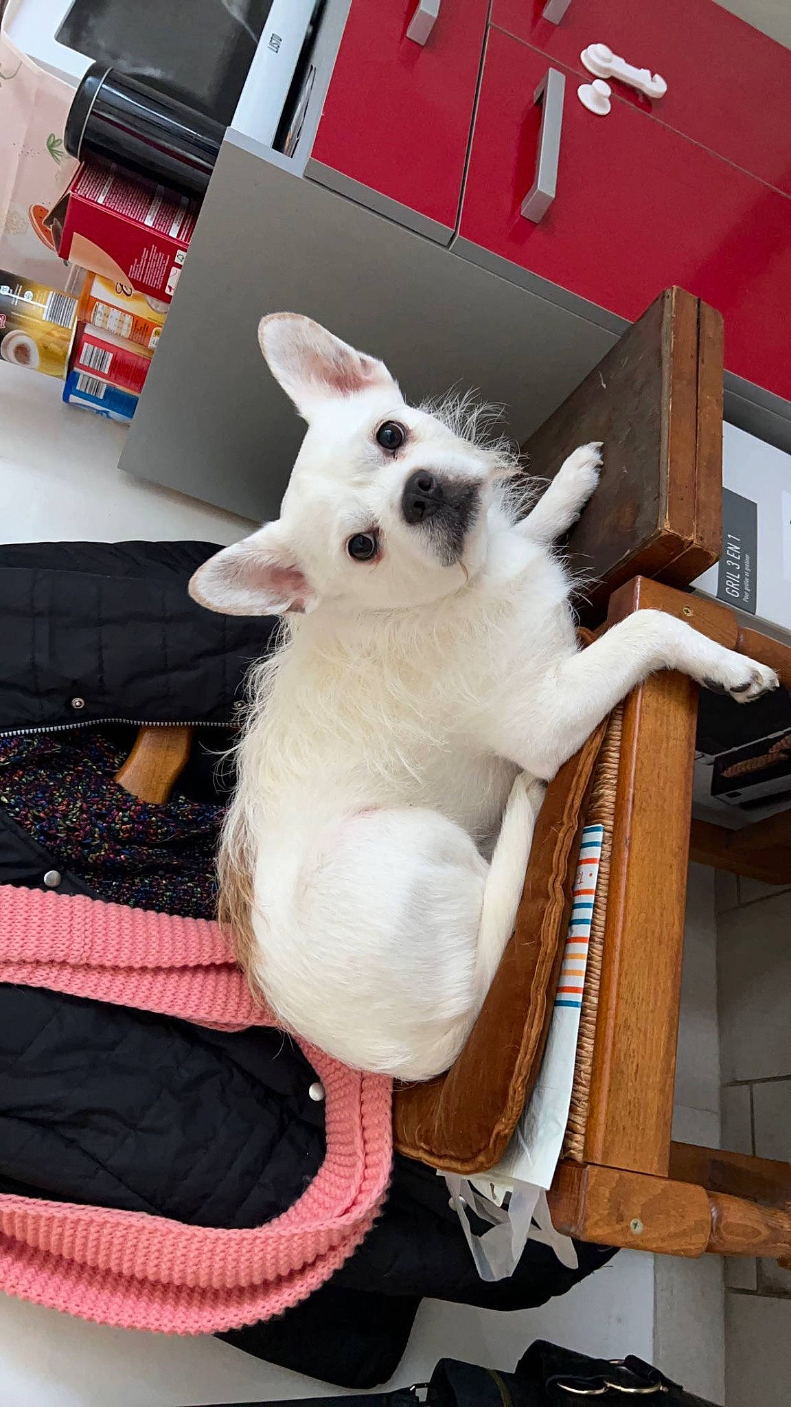 Tchavo a rejoint le concours — aidez-le/la à gagner de superbes lots ! canidae, carnivore, chair, collar, comfort, companion_dog, dog_breed, fawn, felidae, fur, non_sporting_group, room, shelf, small_to_medium_sized_cats, snout, tail, whiskers, wood