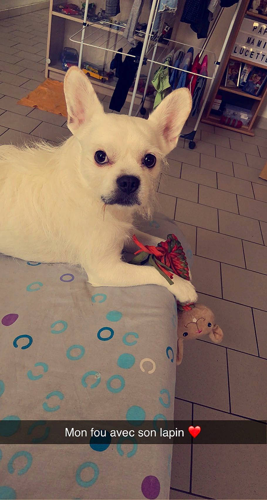 Tchavo a rejoint le concours — aidez-le/la à gagner de superbes lots ! canidae, carnivore, chihuahua, companion_dog, corgi_chihuahua, dog, dog_breed, dog_supply, ear, fawn, flooring, flowerpot, fur, pattern, pet_supply, small_terrier, snout, toy_dog, whiskers, working_animal