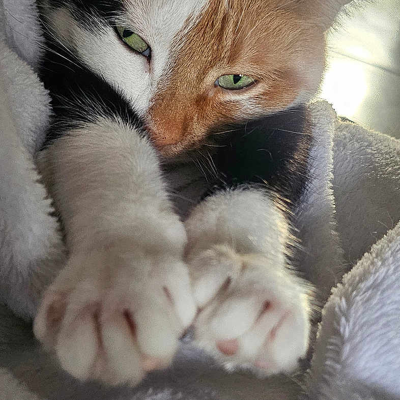 Caline participe au concours pour gagner de l'argent avec cette photo : animal, blanket, calico_cat, cat, closeup, cozy, cute, domestic_cat, feline, fur, green_eyes, indoor, paws, pet, relaxed, resting, sleepy, soft_texture, stretching, whiskers
