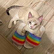 Haku is registered to the contest to win money with this photo: animal, cat, curious, cute, domestic_cat, ears, floor, fur, fuzzy, heterochromia, indoor, looking_up, paws, pet, playful, rainbow, slippers, tail, whiskers, wooden_floor