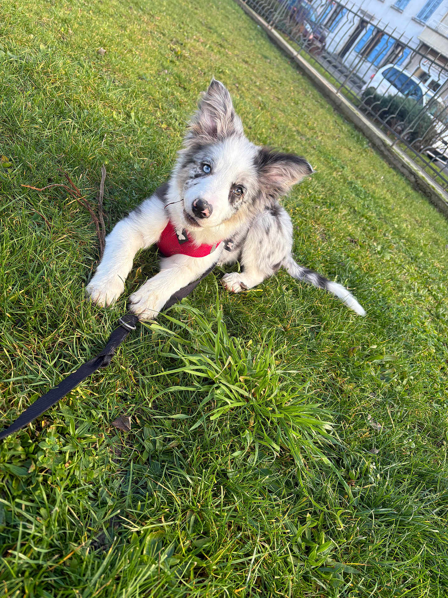 Atlas a rejoint le concours — aidez-le/la à gagner de superbes lots ! dog, puppy, grass, outdoor, red_harness, leash, blue_eye, brown_eye, curious, pet, canine, fur, animal, playful, nature, daylight, park, cute, relaxed, young