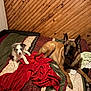 dog, puppy, bed, blanket, wooden_wall, indoor, pet, animal, resting, furniture, cozy, brown_dog, white_dog, red_blanket, green_blanket, striped_bedspread, ears, fur, companion, relaxing
