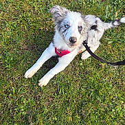 Atlas a rejoint le concours — aidez-le/la à gagner de superbes lots ! puppy, dog, grass, outdoor, pet, animal, merle, blue_eyes, harness, leash, cute, playful, young_dog, nature, canine, fur, ears, tail, looking_up, black_boot
