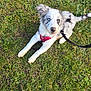puppy, dog, grass, outdoor, pet, animal, merle, blue_eyes, harness, leash, cute, playful, young_dog, nature, canine, fur, ears, tail, looking_up, black_boot