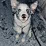 Atlas participe au concours pour gagner de l'argent avec cette photo : animal, blue_eye, brown_eye, curious, cute, dog, ears, fur, ground, heterochromia, leash, nose, outdoor, pet, puppy, sitting, snow, wall, winter, young
