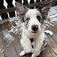 Atlas participe au concours pour gagner de l'argent avec cette photo : adorable, animal, blue_eye, border_collie, brown_eye, closeup, curious, cute, dog, ears, fur, heterochromia, outdoor, pet_collar, pink_nose, puppy, sitting, snow, winter, wooden_deck
