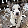 adorable, animal, blue_eye, border_collie, brown_eye, closeup, curious, cute, dog, ears, fur, heterochromia, outdoor, pet_collar, pink_nose, puppy, sitting, snow, winter, wooden_deck