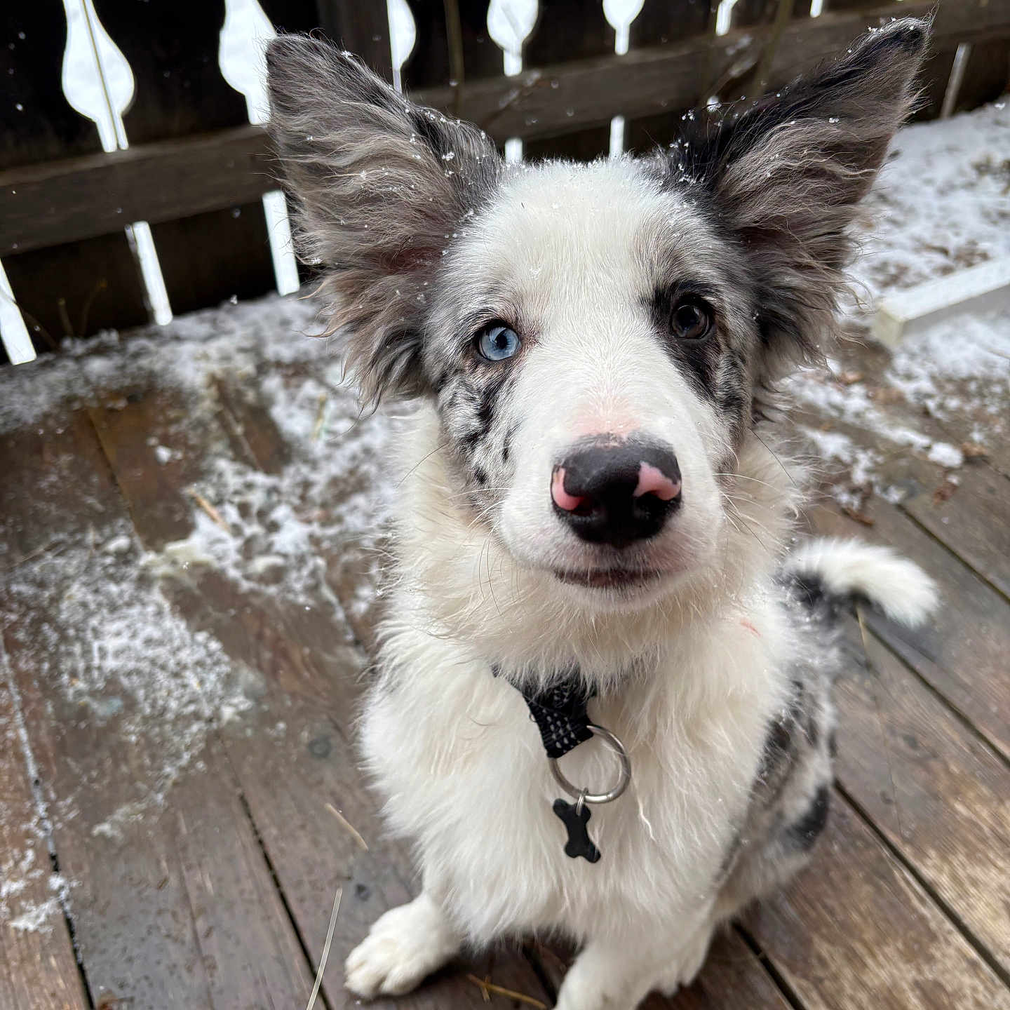 Atlas participe au concours pour gagner de l'argent avec cette photo : adorable, animal, blue_eye, border_collie, brown_eye, closeup, curious, cute, dog, ears, fur, heterochromia, outdoor, pet_collar, pink_nose, puppy, sitting, snow, winter, wooden_deck