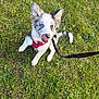Atlas participe au concours pour gagner de l'argent avec cette photo : puppy, dog, grass, leash, harness, outdoor, pet, animal, playful, tongue, sitting, cute, young, ears, white, black, gray, heterochromia, nature, sunlight
