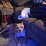 Rosie is registered to the contest to win money with this photo: dog, indoor, couch, person, sneakers, floor, tile, blanket, pillow, resting, casual, relaxing, blue_light, fur, pet, animal, home, comfort, seated, legs