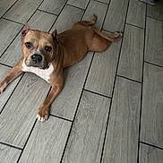Rosie is registered to the contest to win money with this photo: dog, brown_dog, white_paws, floor, grey_tiles, indoor, pet, animal, looking_at_camera, lying_down, ears, collar, paw, snout, black_shoe, wood_pattern, home, companion, cute, relaxed