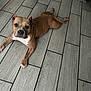 dog, brown_dog, white_paws, floor, grey_tiles, indoor, pet, animal, looking_at_camera, lying_down, ears, collar, paw, snout, black_shoe, wood_pattern, home, companion, cute, relaxed
