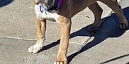 Rosie is registered to the contest to win money with this photo: dog, puppy, sidewalk, concrete, collar, bicycle, shadow, sunlight, outdoor, pet, canine, animal, paw, standing, young, tan, white, person, leg, wheel
