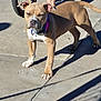 dog, puppy, sidewalk, concrete, collar, bicycle, shadow, sunlight, outdoor, pet, canine, animal, paw, standing, young, tan, white, person, leg, wheel
