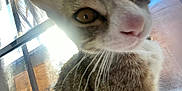 Milo And Sassy joined the competition — help win amazing prizes! cat, close_up, curious, whiskers, window, sunlight, brick_wall, outdoor, pet, feline, animal, face, nose, eye, fur, daylight, reflection, glass, shadow
