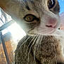 cat, close_up, curious, whiskers, window, sunlight, brick_wall, outdoor, pet, feline, animal, face, nose, eye, fur, daylight, reflection, glass, shadow