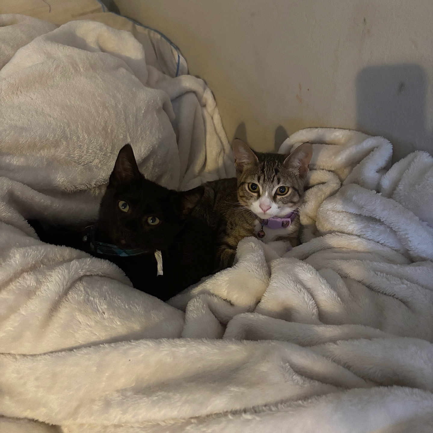 Milo And Sassy joined the competition — help win amazing prizes! animal, black_cat, blanket, cat, cats, collar, comfortable, cozy, cute, feline, home, indoor, pet, resting, shadow, soft_texture, tabby_cat, two_animals, wall, white_blanket