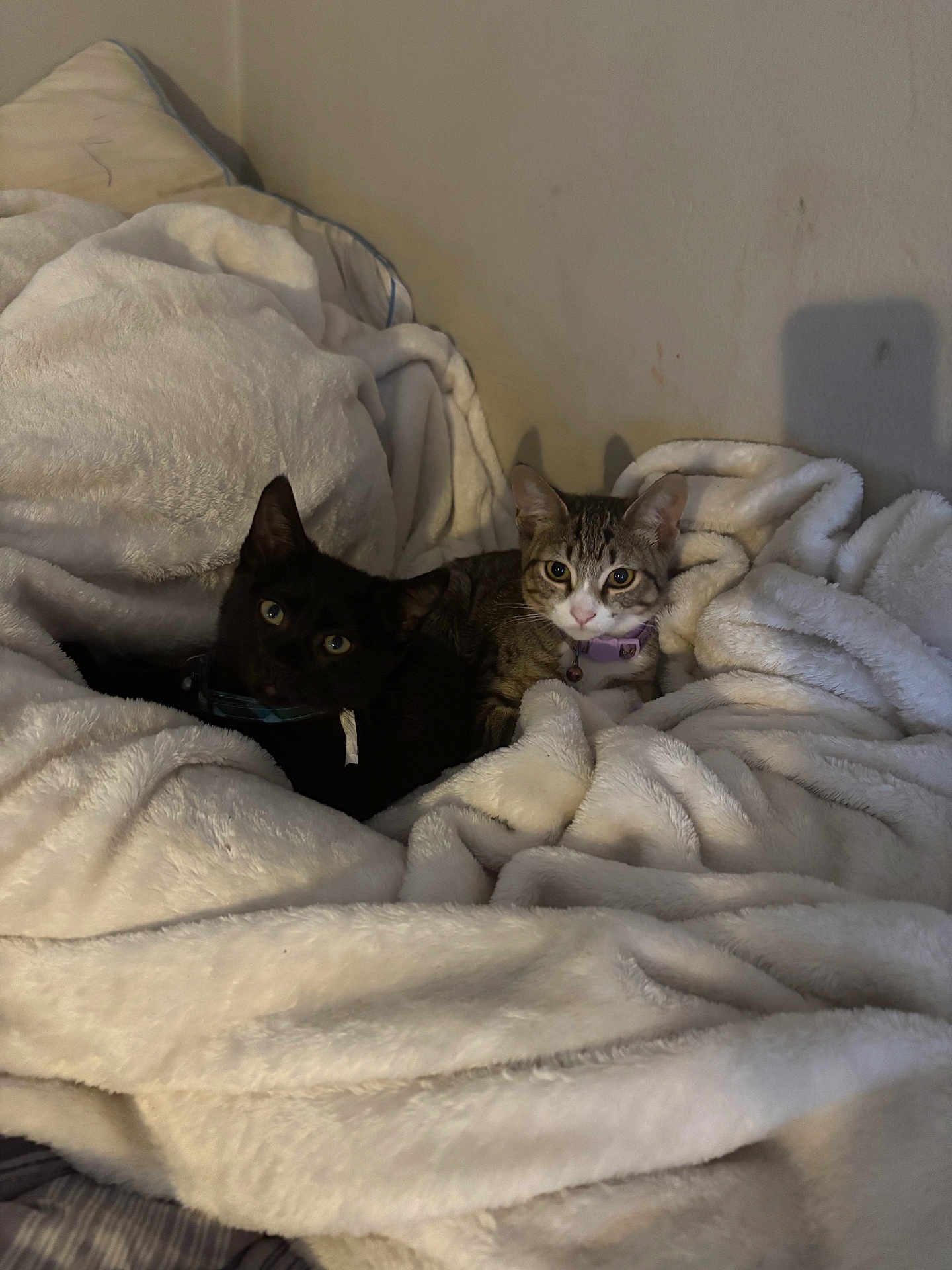 Milo And Sassy