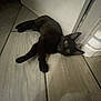 black_cat, cat, pet, animal, floor, indoor, tile_floor, curious, lying_down, looking, wall, shadow, quiet, home, domestic, feline, ears, whiskers, eyes, resting