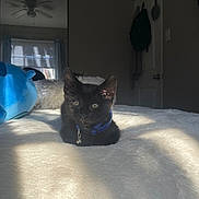Milo And Sassy joined the competition — help win amazing prizes! black_cat, kitten, collar, bell, bedroom, blanket, mirror, window, sunlight, soft_texture, cozy, indoor, pet, resting, feline, young_cat, blue_collar, white_blanket, reflection, ceiling_fan