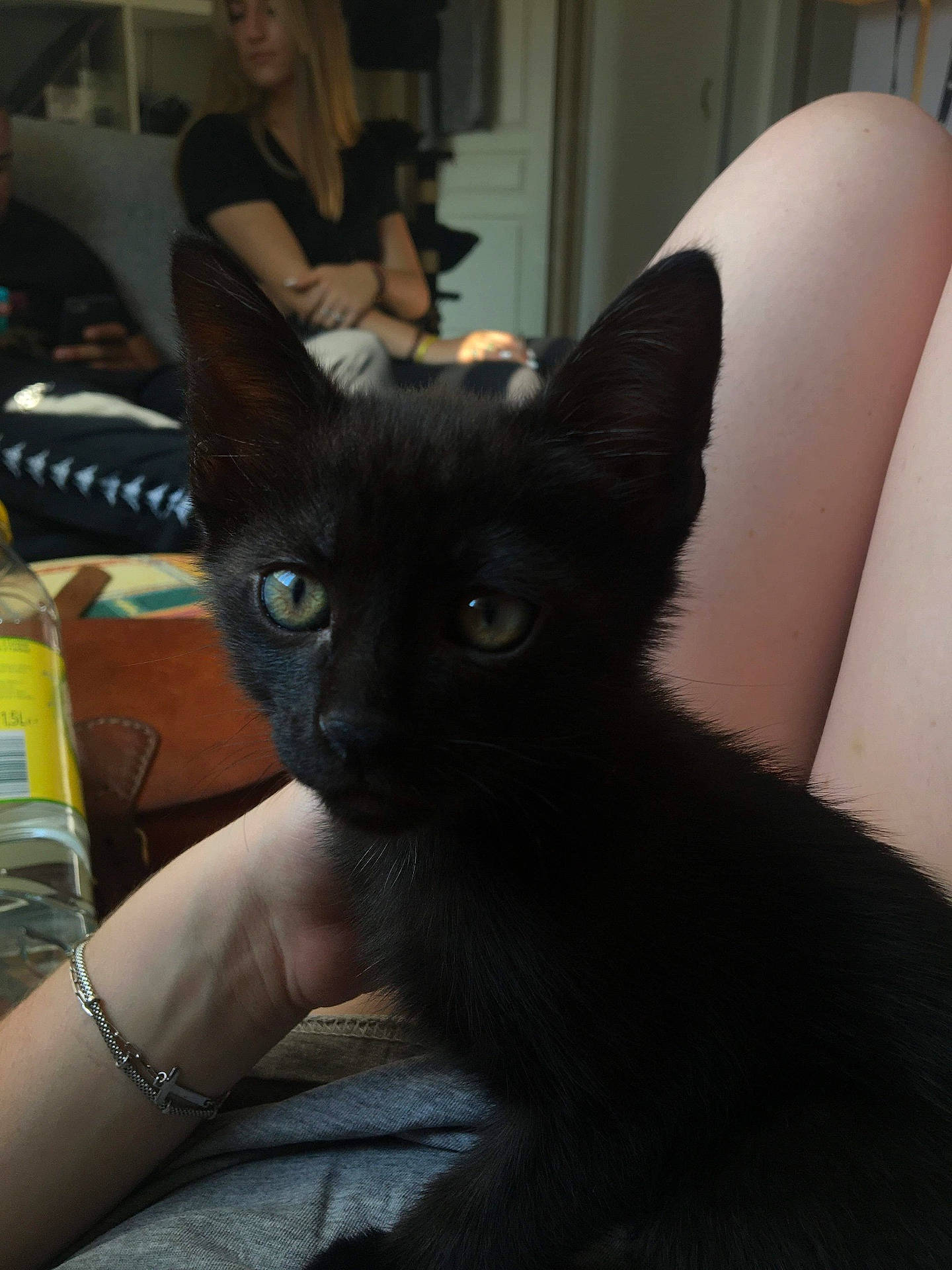 Gabriel a rejoint le concours — aidez-le/la à gagner de superbes lots ! accessories, adult, animal, blackcat, boy, bracelet, cat, child, couch, face, female, furniture, glasses, head, jewelry, male, person, pet, ring, woman