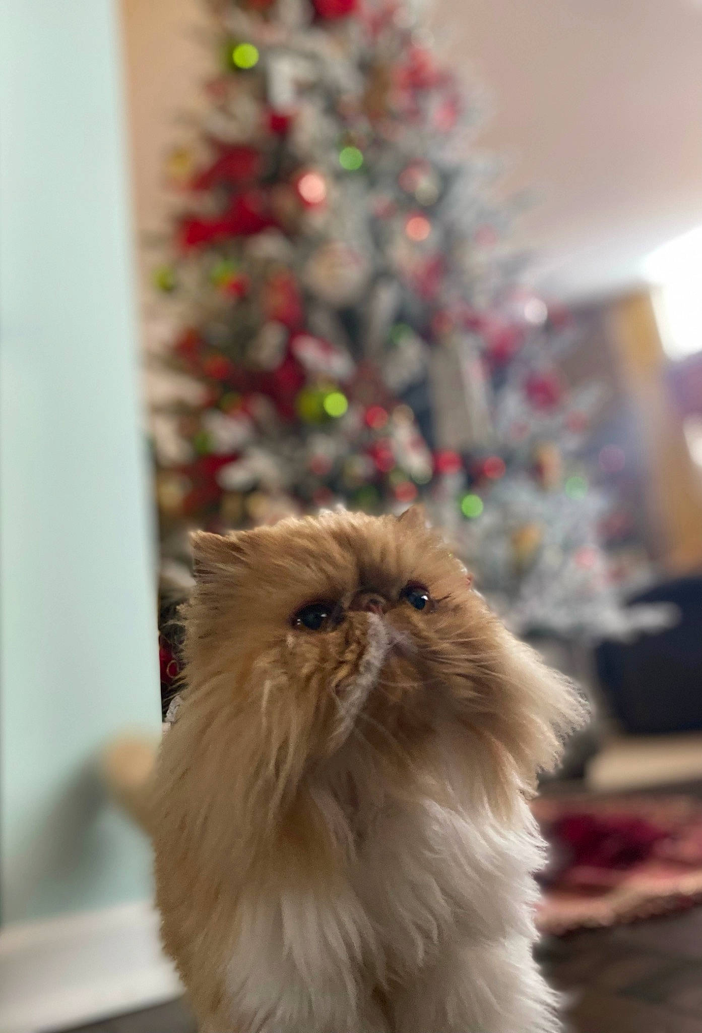 April joined the competition — help win amazing prizes! british_longhair, carnivore, cat, christmas_decoration, christmas_tree, companion_dog, conifer, event, fawn, felidae, flooring, fur, holiday, interior_design, liver, persian, plant, small_to_medium_sized_cats, whiskers, wood