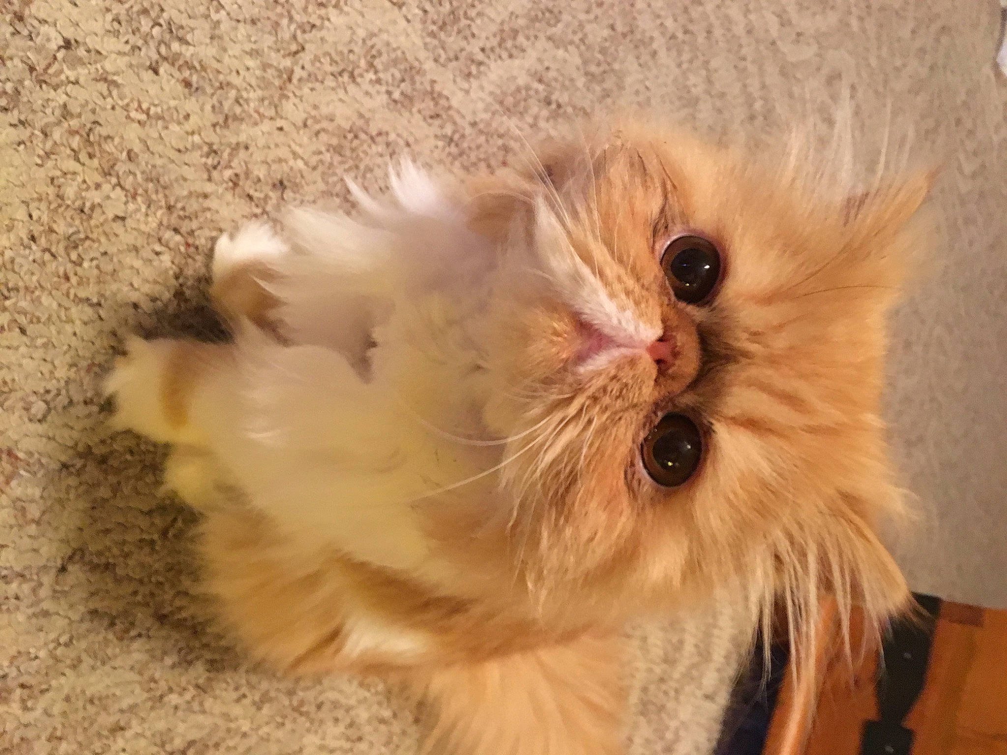 April is registered to the contest to win money with this photo: british_longhair, carnivore, cat, claw, companion_dog, fawn, felidae, fur, paw, persian, small_to_medium_sized_cats, snout, tail, terrestrial_animal, whiskers