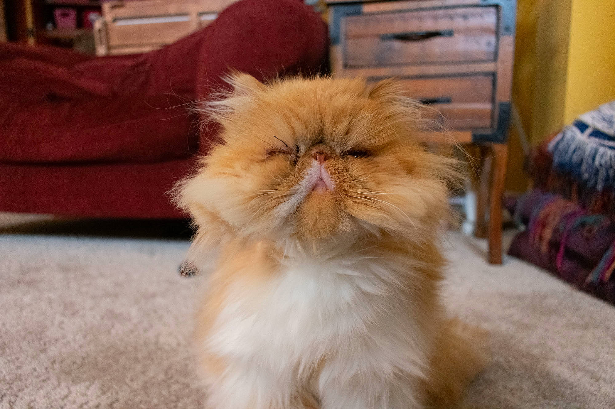 April is registered to the contest to win money with this photo: cabinetry, canidae, carnivore, cat, comfort, companion_dog, dog_breed, eye, fawn, felidae, flooring, fur, hardwood, persian, small_to_medium_sized_cats, snout, tail, terrestrial_animal, whiskers, wood