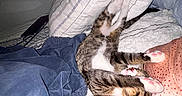 Roxie joined the competition — help win amazing prizes! cat, bed, pillow, blanket, paw, pink_paw, striped_cat, tabby, upside_down, stretching, cozy, indoor, human_arm, sleeping_area, fabric, relaxing, cute, pet, feline, resting