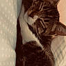 Roxie is registered to the contest to win money with this photo: cat, tabby, sleeping, cozy, indoor, pet, feline, fur, whiskers, paws, resting, closeup, cute, comfort, relaxed, animal, mammal, domestic, nap, soft