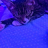 Roxie joined the competition — help win amazing prizes! cat, kitten, sleeping, tabby, fur, whiskers, paw, closeup, indoor, blanket, pattern, blue, purple_light, resting, cute, pet, animal, cozy, soft, peaceful