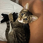 Roxie is registered to the contest to win money with this photo: cat, kitten, tabby, pet, toy, plush_toy, person, legs, skin, sock, quilt, white_quilt, carpet, indoor, cute, curious, closeup, resting, domestic_animal, feline