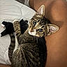 cat, kitten, tabby, pet, toy, plush_toy, person, legs, skin, sock, quilt, white_quilt, carpet, indoor, cute, curious, closeup, resting, domestic_animal, feline