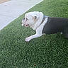 dog, bulldog, english_bulldog, pet, animal, black_and_white, lying_down, grass, lawn, outdoors, suburban, sidewalk, path, collar, harness, wrinkles, tongue_out, white_fur, black_fur, relaxed