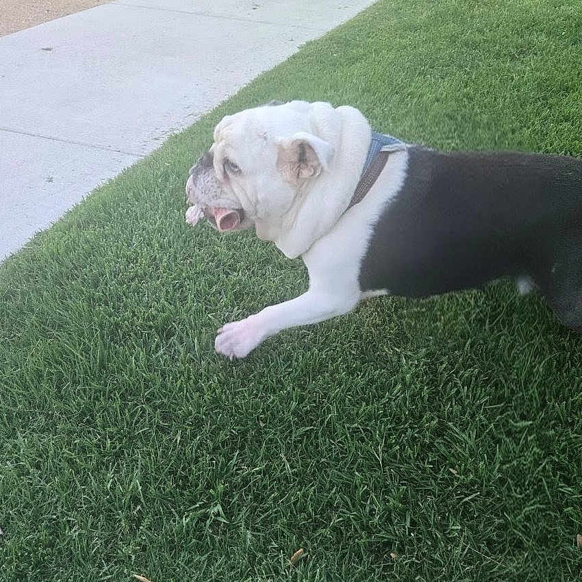 Buster joined the competition — help win amazing prizes! dog, bulldog, english_bulldog, pet, animal, black_and_white, lying_down, grass, lawn, outdoors, suburban, sidewalk, path, collar, harness, wrinkles, tongue_out, white_fur, black_fur, relaxed