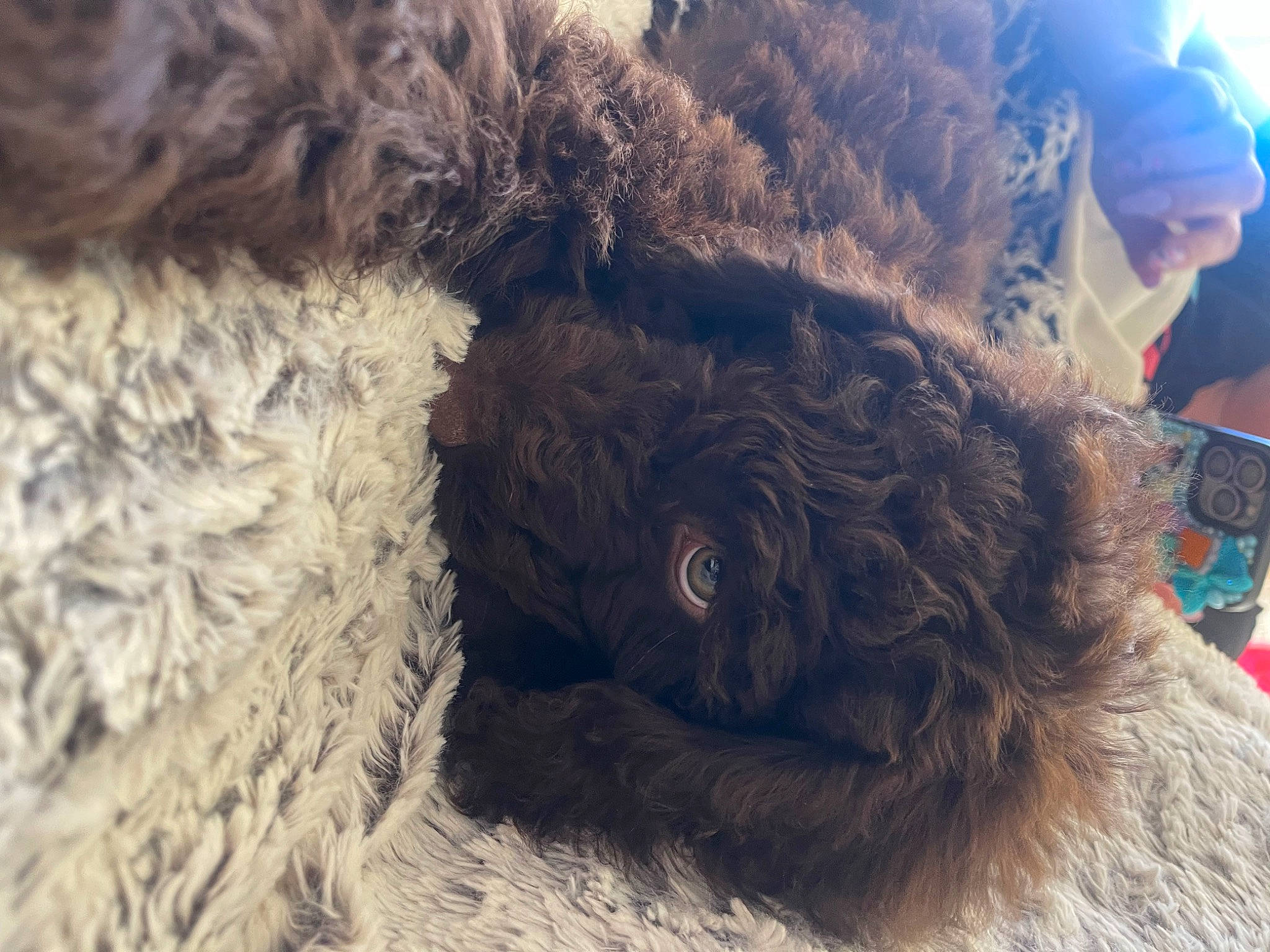 Msui joined the competition — help win amazing prizes! canidae, carnivore, companion_dog, dog, dog_breed, dog_collar, fawn, fur, hat, liver, natural_material, poodle, selfie, snout, sporting_group, terrestrial_animal, terrier, toy_dog, wool, working_animal