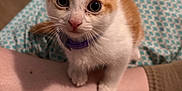 Vee joined the competition — help win amazing prizes! kitten, cat, orange_and_white, pet, indoor, person, leg, curious, cute, animal, feline, whiskers, collar, floor, blanket, patterned, close_up, looking_up, soft, domestic