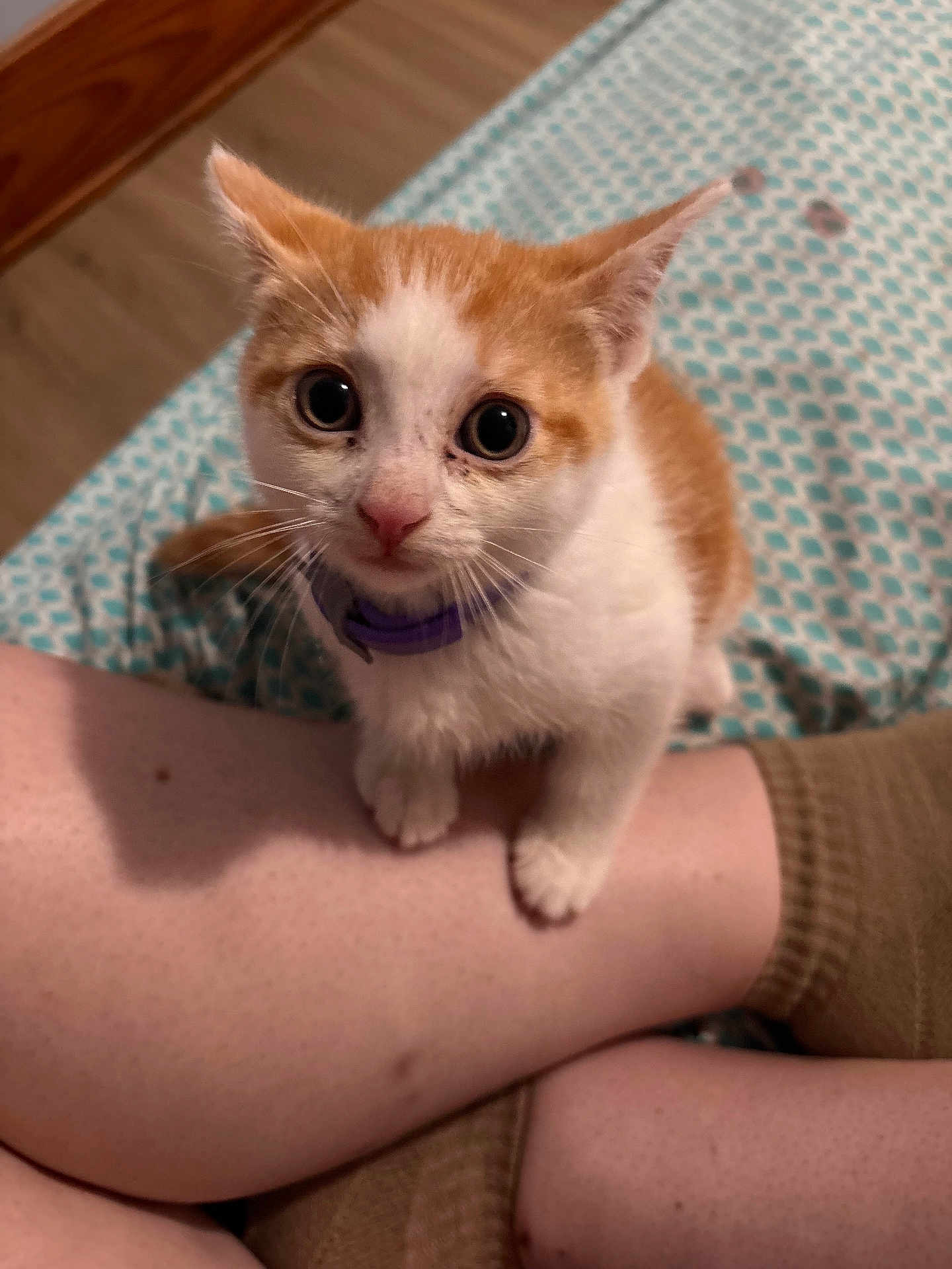 Vee