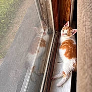 Vee is registered to the contest to win money with this photo: kitten, cat, windowsill, reflection, orange_and_white, curious, indoor, window_screen, wood_frame, pet, young_cat, relaxed, closeup, fur, whiskers, small_animal, daylight, home, curtain, looking_out