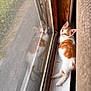 kitten, cat, windowsill, reflection, orange_and_white, curious, indoor, window_screen, wood_frame, pet, young_cat, relaxed, closeup, fur, whiskers, small_animal, daylight, home, curtain, looking_out